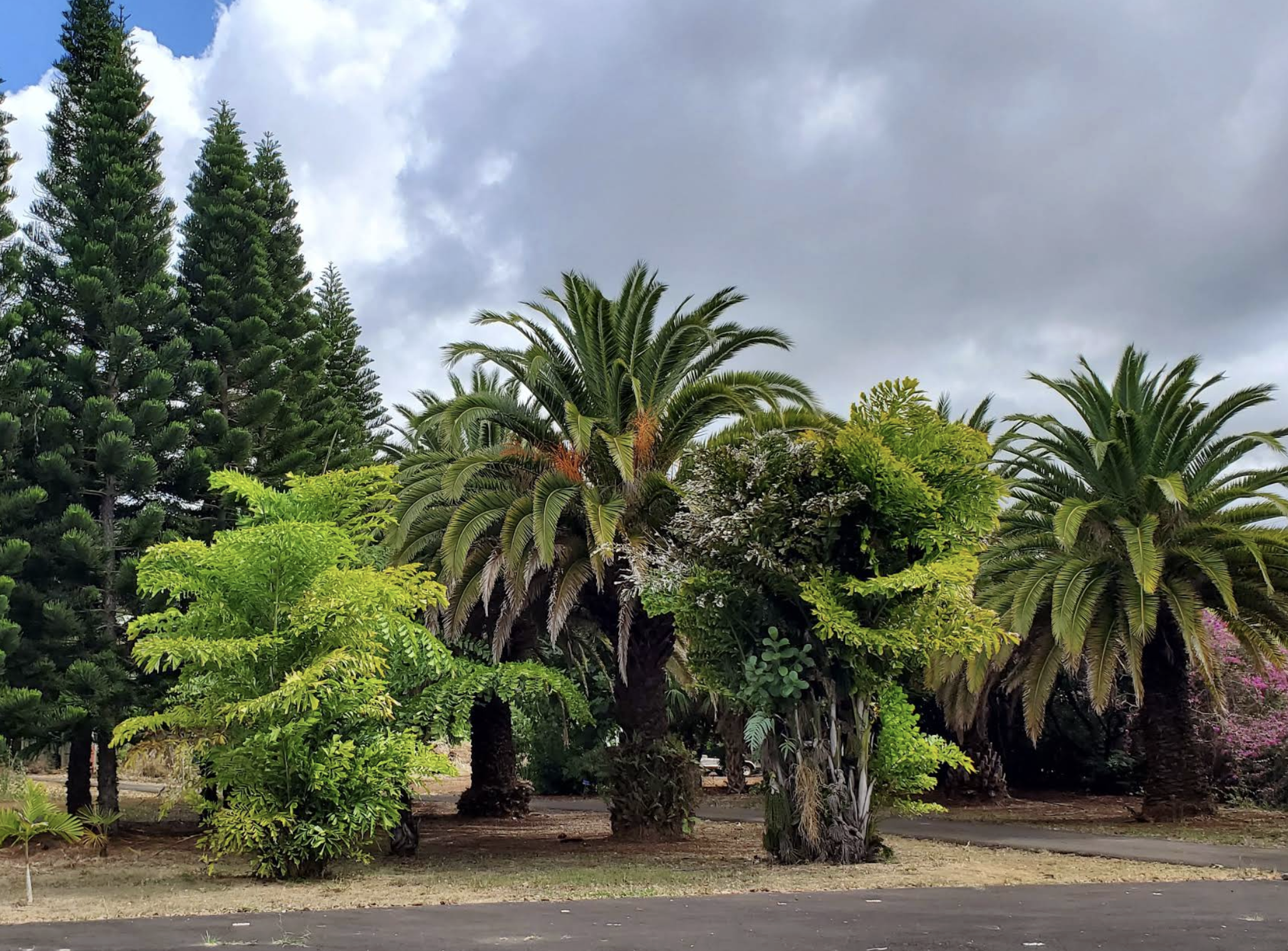 Enchanting Botanical Gardens in 20.781°, -156.328° — Land for Rent / Lease on Land Share Network