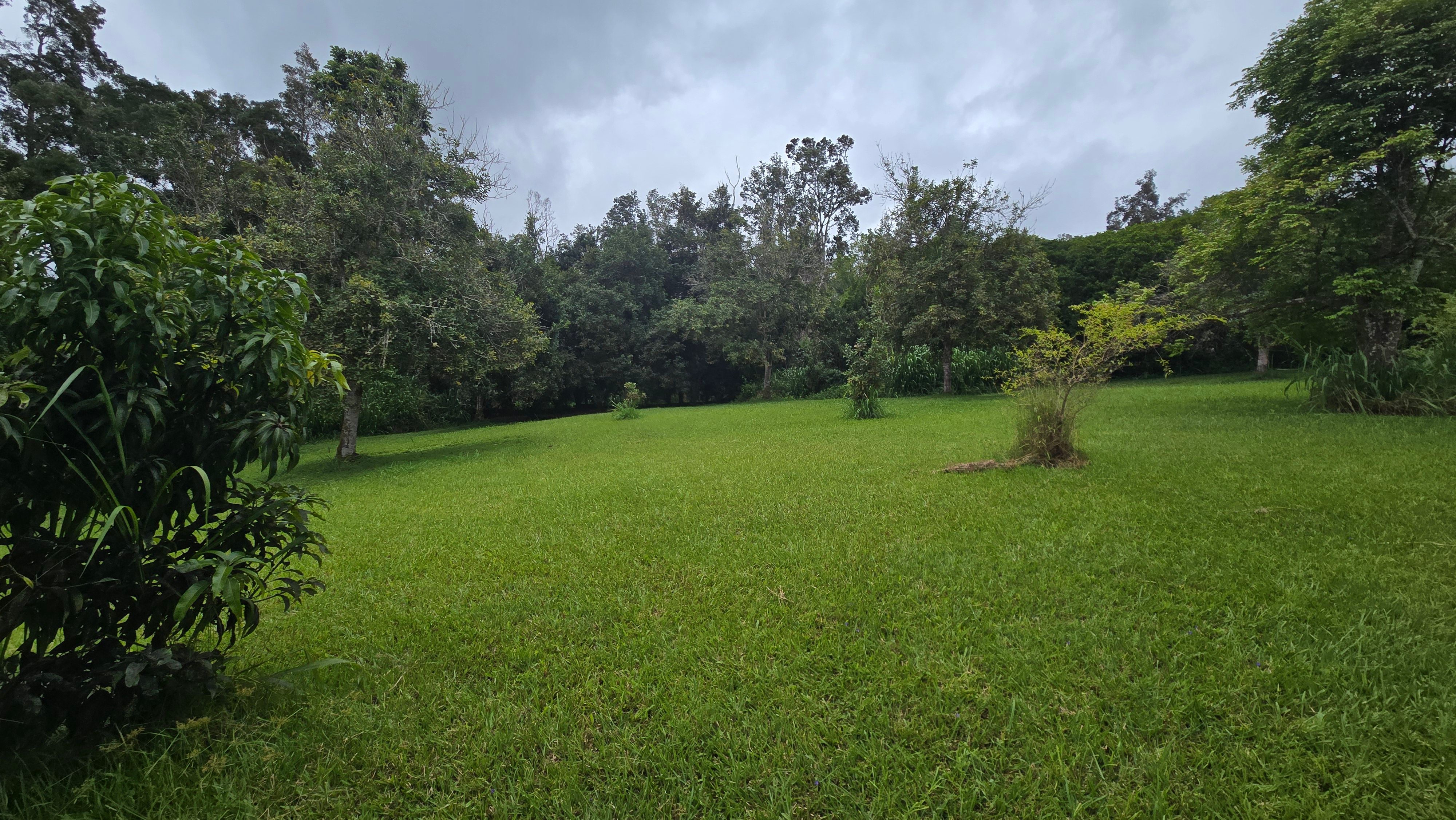 Macadamia Nut Orchard in 19.489°, -155.910° — Land for Rent / Lease on Land Share Network